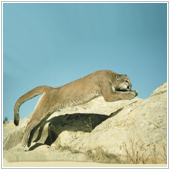 OSX_August01_A