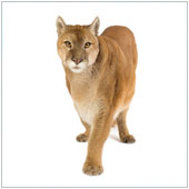 OSX_June11_A