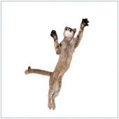 OSX_June11_C
