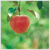 iPad_Nov05_A