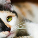 Permalink to The social media app using cats for privacy