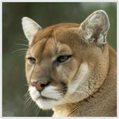 Mountain Lion