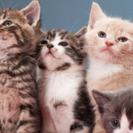 Permalink to Securing social media privacy – with cats