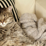 Permalink to Feline fueled social media privacy controls